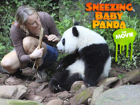 Baby Sneezing Panda